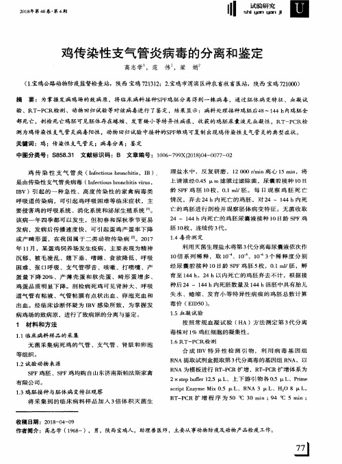 鸡传染性支气管炎病毒的分离和鉴定