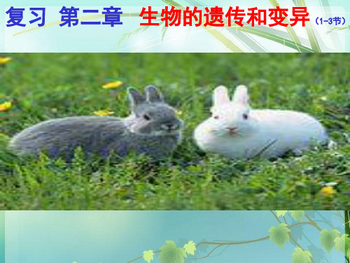 初中生物《生物的遗传和变异》复习课 PPT课件 图文