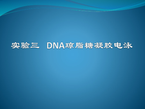 DNA琼脂糖凝胶电泳