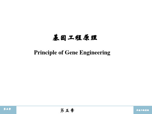 基因工程原理-第5章重组基因导入受体细胞