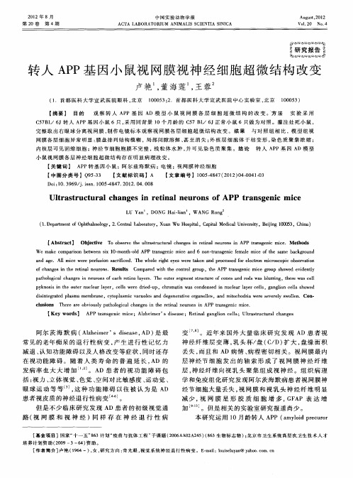 转人APP基因小鼠视网膜视神经细胞超微结构改变