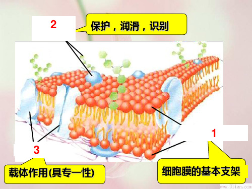 高中生物必修一课件4.3物质跨膜运输的方式