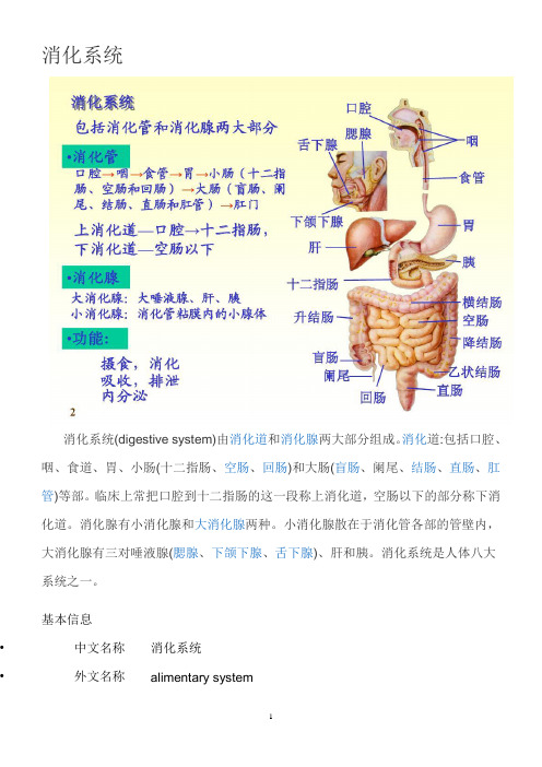 消化系统