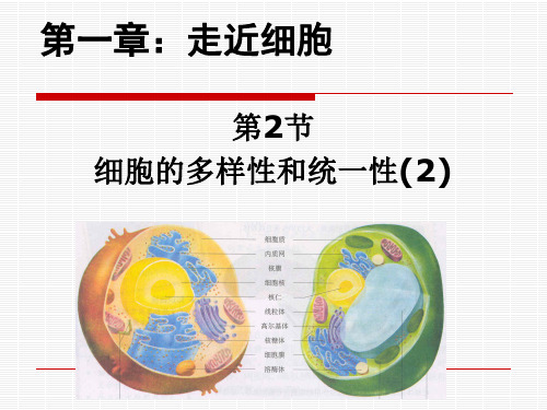 第2节细胞的多样性和统一性(真核和元和)