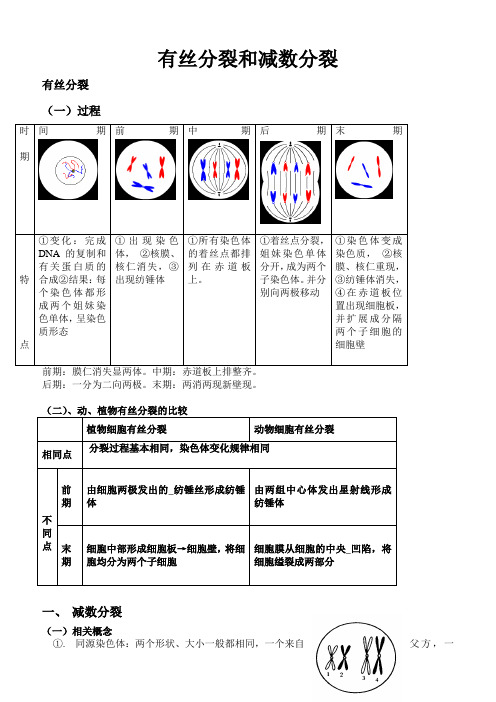 高中生物必修二有丝分裂-减数分裂详尽分析