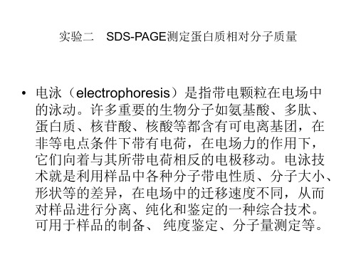 SDS-PAGE测定蛋白质相对分子质量解析