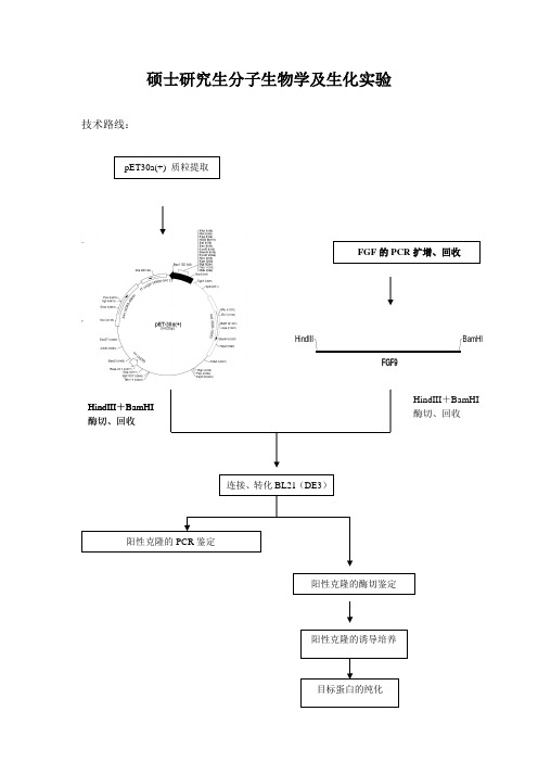 硕士分子生物学实验步骤