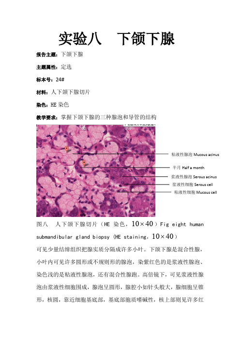 实验八  下颌下腺