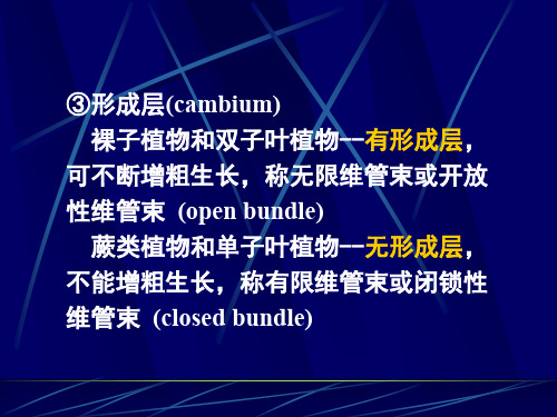 韧皮部phloem筛管伴胞筛胞韧皮薄壁细胞韧皮纤维