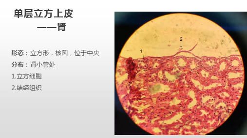 组胚 实验PPT