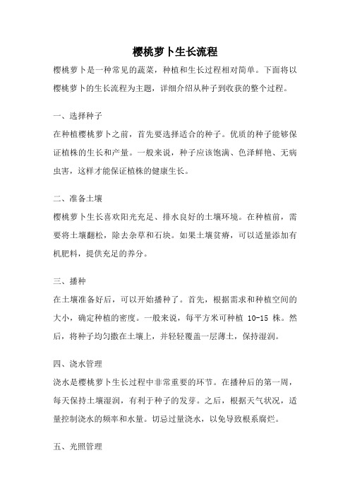 樱桃萝卜生长流程