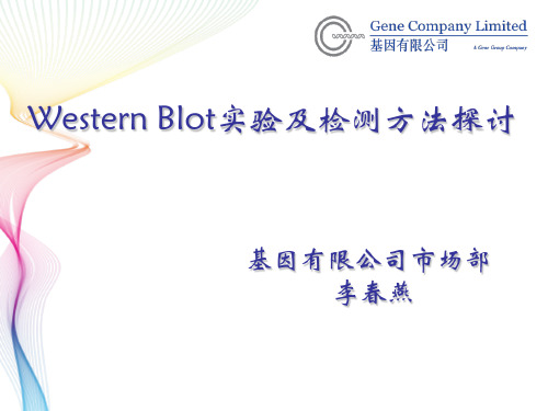 Western Blot PPT