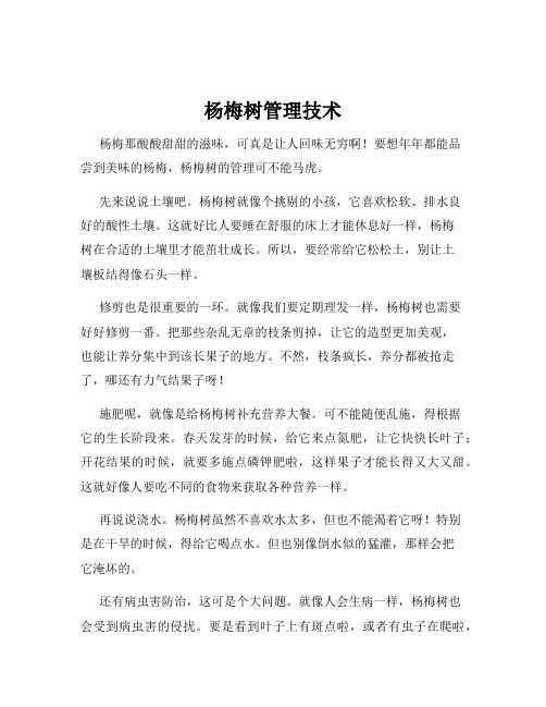 杨梅树管理技术