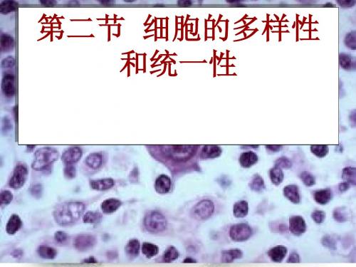 1[1].2 《细胞的多样性和统一性》 课件9 (人教版必修1)