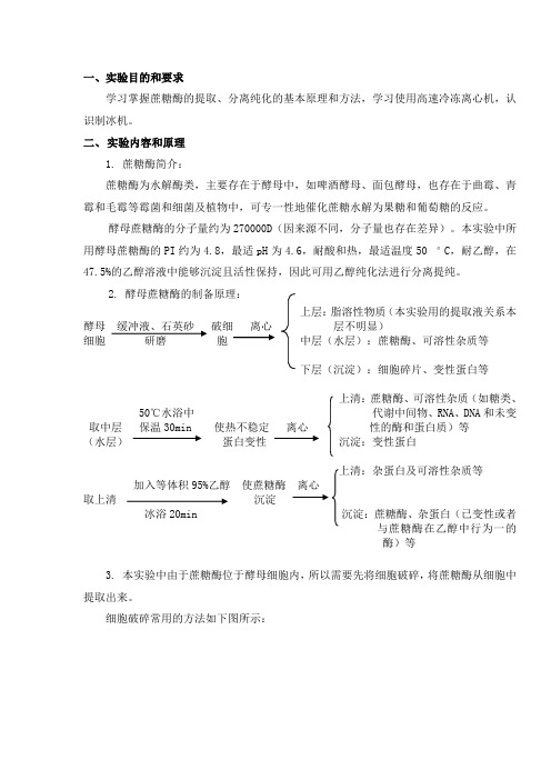 蔗糖酶的提取