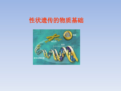 北师大版(初中二年级)八年级生物上册PPT课件：性状遗传的物质基础