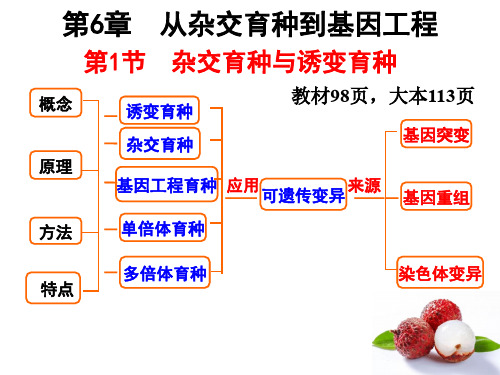 6.1 变异在育种方面的应用(任公开课)正式