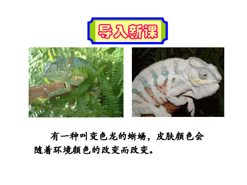 变色龙(契诃夫)ppt课件