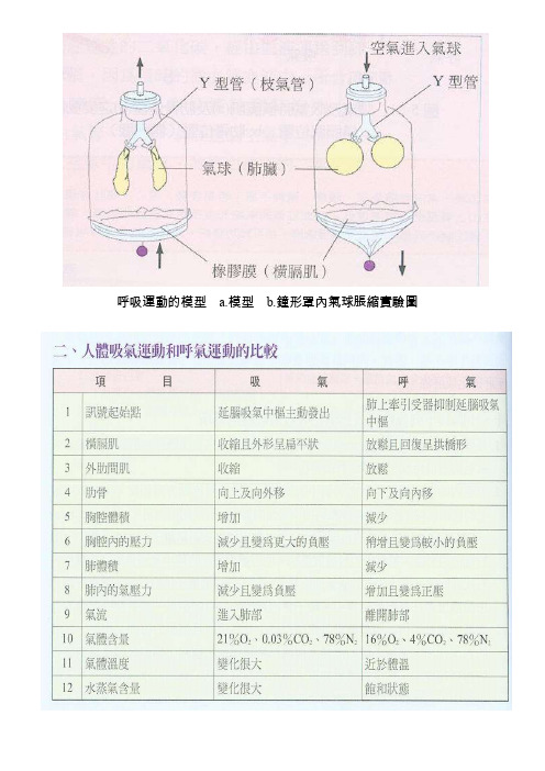 呼吸运动的模型