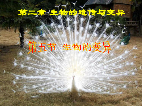 人教版八年级生物下册第七单元第二章第五节生物的变异