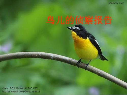 鸟儿的侦察报告ppt