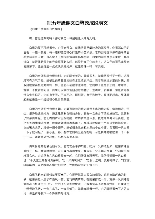 把五年级课文白鹭改成说明文