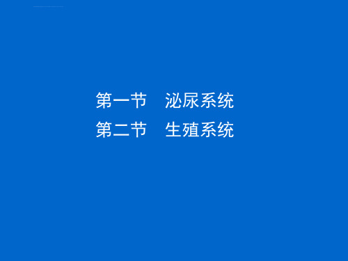 鱼类的尿殖系统ppt课件.ppt