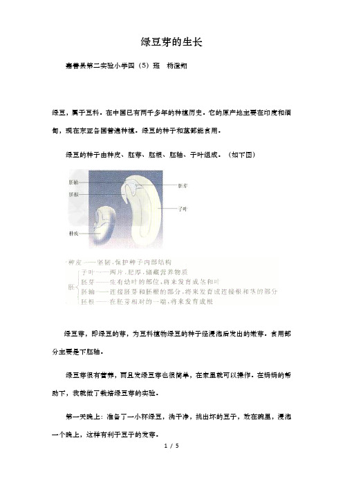 绿豆的的生长过程及营养价值