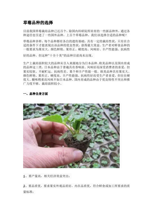 草莓品种的选择