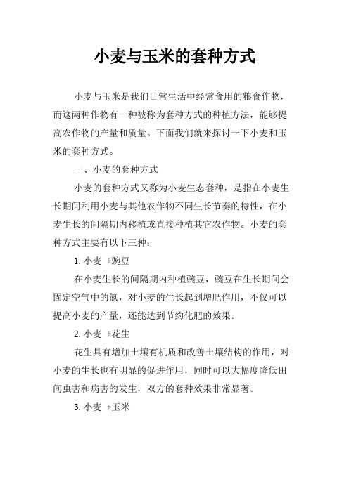 小麦与玉米的套种方式