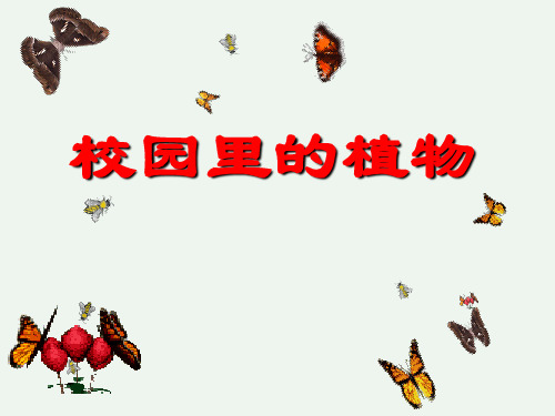 一年级上册科学课件-1.6校园里的植物(11) l 教科版 (共23张PPT)