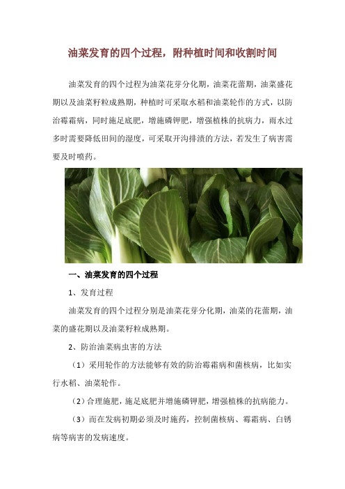 油菜发育的四个过程,附种植时间和收割时间