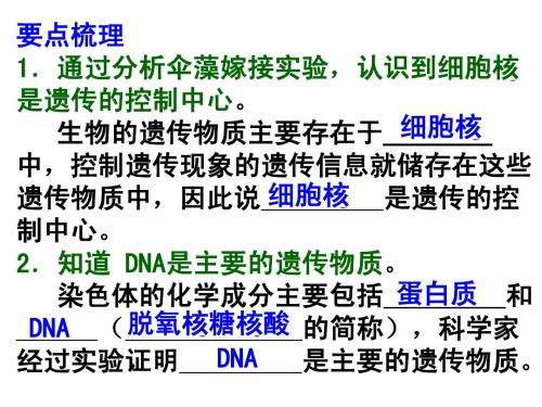 八年级生物上册 人类染色体与性别决定新课件