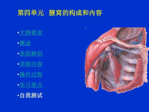 第四单元腋窝的构成和内容大纲要求概述表面解剖详细内容操