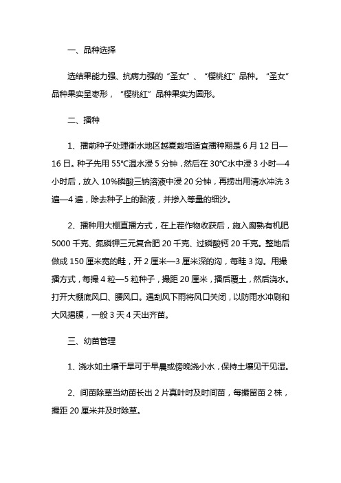 大棚西红柿种植与管理技术