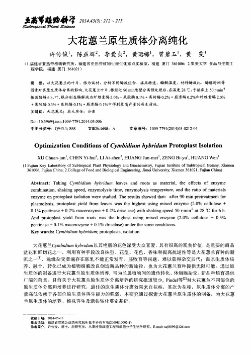 大花蕙兰原生质体分离纯化