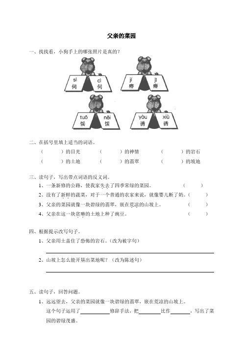 28父亲的菜园