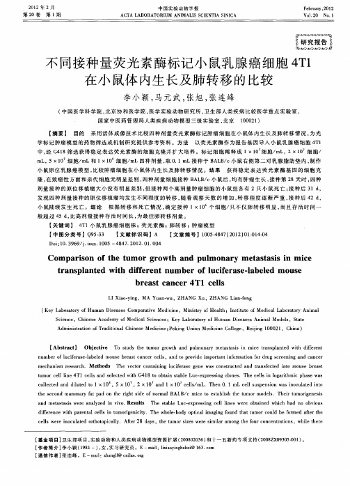 不同接种量荧光素酶标记小鼠乳腺癌细胞4T1在小鼠体内生长及肺转移的比较