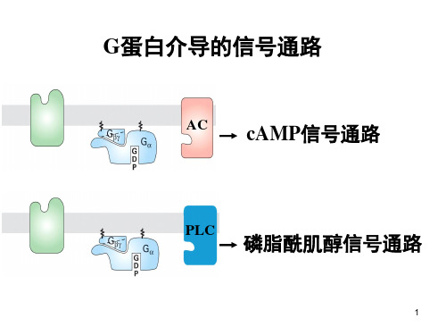 医学细胞生物学 1 G蛋白介导的信号通路PPT课件