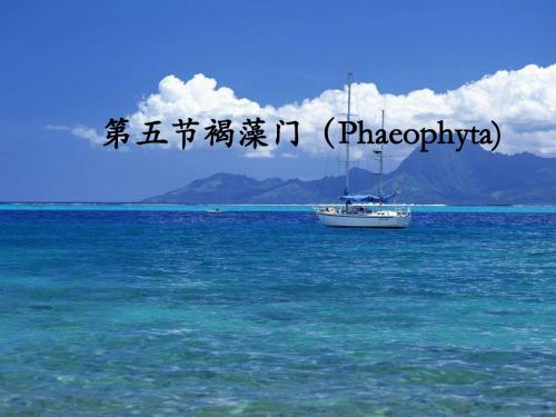 第4章3褐藻门Phaeophyta