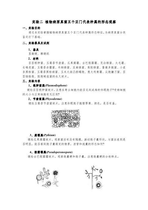实验二 植物病原真菌五个亚门代表种属的形态观察