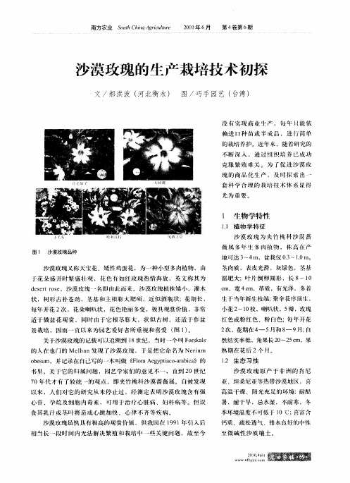 沙漠玫瑰的生产栽培技术初探