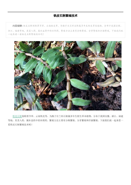 铁皮石斛繁殖技术