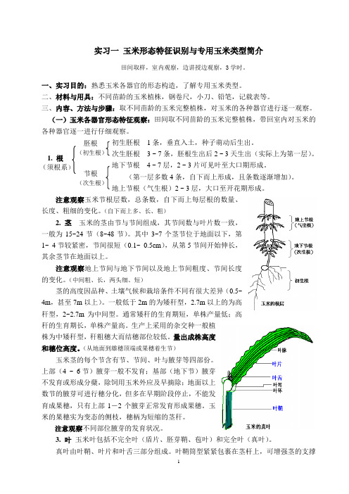 1_玉米实习1-2-8