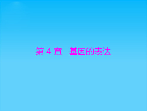 高考生物复习课件第4章 第1、2节 基因指导蛋白质的合成、基因对性状的控制 必修二