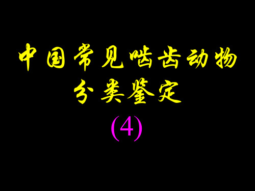 中国常见啮齿动物分类鉴定4