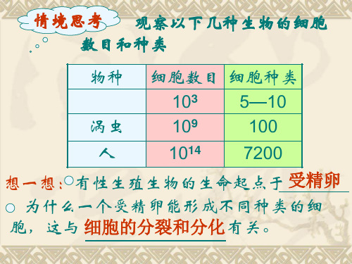 细胞分化衰老和凋亡PPT课件