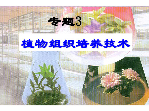 优:3.1《菊花的组织培养》