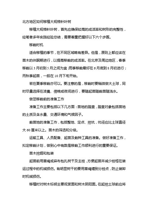 北方地区如何移植大规格针叶树