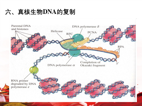 真核生物DNA的复制